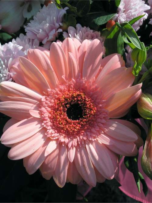 Gerbera Blossom Bloom Flowers Nature Plant