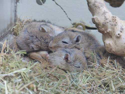 Gerbils Mongolia Mouse Mammal Rodent Sleep