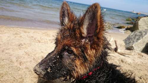 German Dog Wet Beach Puppy