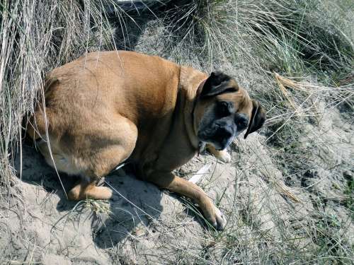 German Boxer Dog Pet Sea Dune Of Course Dog Look