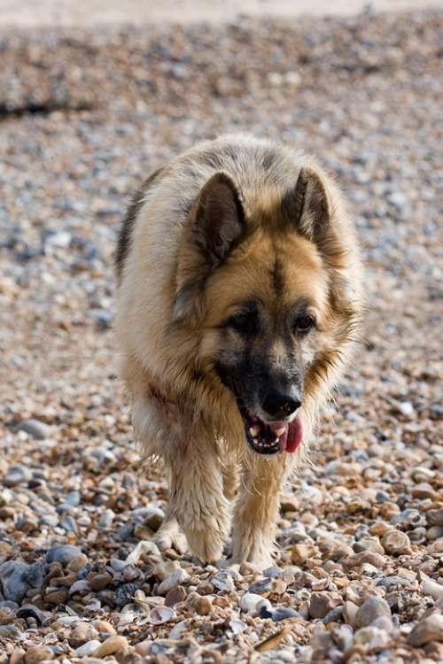 German Shepherd Alsatian Dog Animal Pet Canine