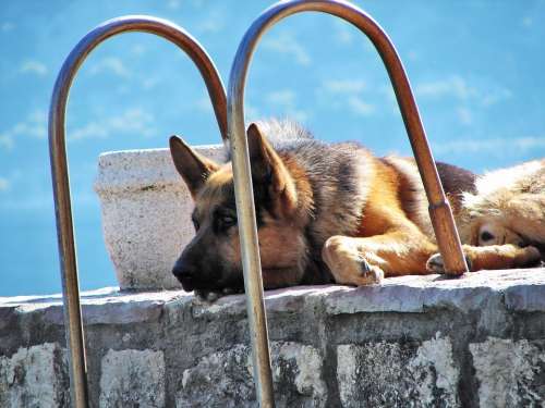 German Shepherd Dog Pet Sad Guardian Resting