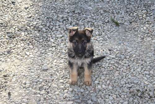 German Shepherd Dog Puppy