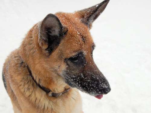 German Shepherd Canine Dog Pet Eyes Tongue Face