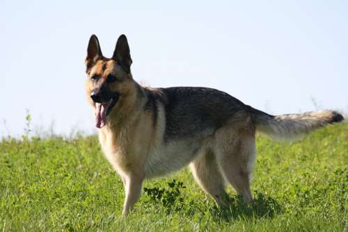 German Shepherd Dogs Pet Watchdog Animals