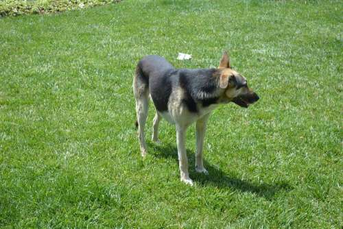 German Shepherd Dog Animal Canine