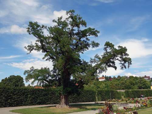 Germany Landscape Tree Sky Clouds Flowers Garden