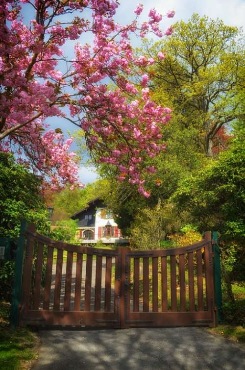 Germany House Home Gate Entrance Trees Blooms