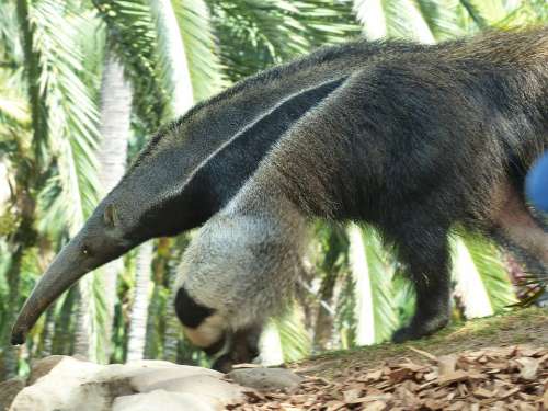 Giant Anteater Animal Myrmecophaga Tridactyla