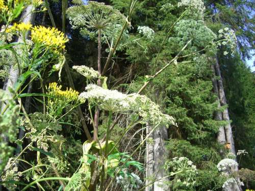 Giant Hogweed Doldengewaechs Hogweed Blossom Bloom
