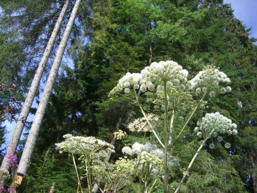 Giant Hogweed Hogweed Plant Doldengewaechs Tree