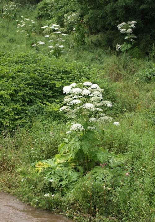 Giant Hogweed Hogweed Plant Toxic Burns Large