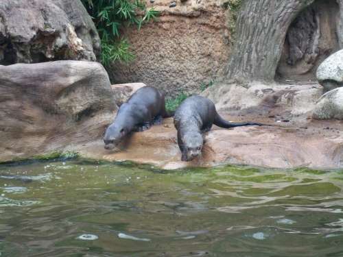 Giant Otter Zoo Duisburg Water