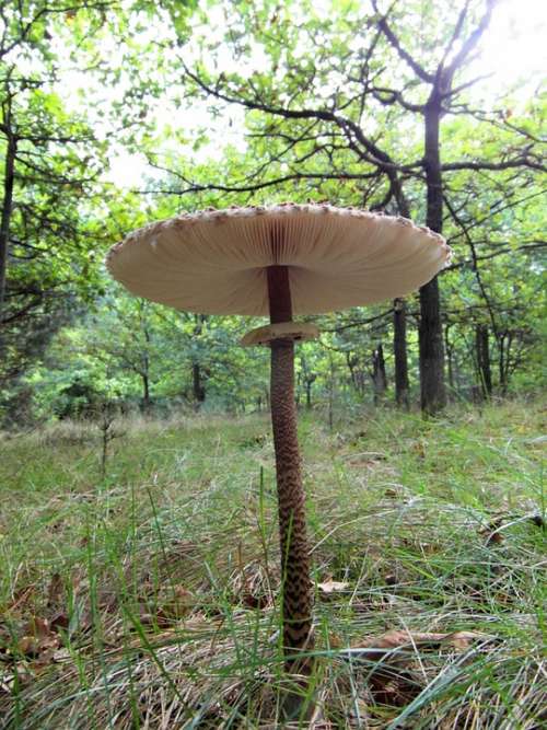 Giant Screen Fungus Boletes Drum Mallets Mushroom