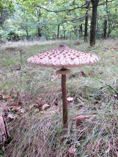 Giant Screen Fungus Boletes Drum Mallets Mushroom