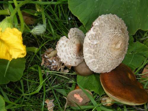 Giant Screen Fungus Drum Mallets Mushrooms Forest