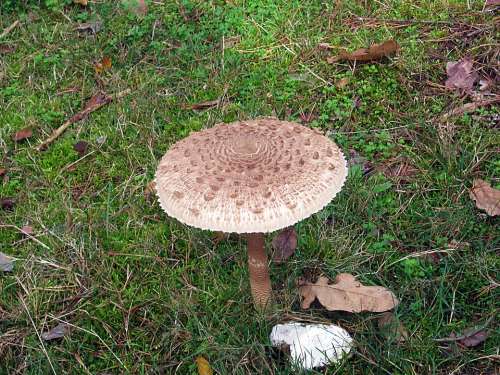 Giant Screen Fungus Drum Mallets Mushrooms Forest