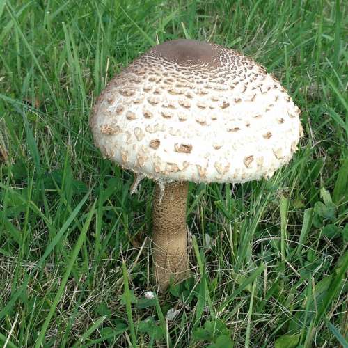 Giant Screen Fungus Mushrooms Boletes Parasol
