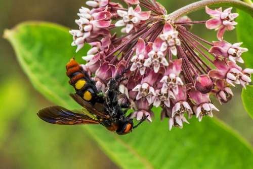 Giant Tőrösdarázs Megascolia Maculata Insect Wasp