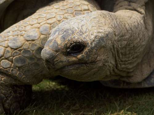Giant Tortoise Tortoise Wildlife Endangered