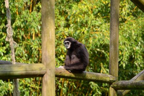 Gibbons Monkey Black Mammal Zoo Animal World