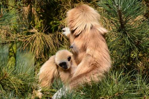 Gibbons Monkey Brown Mother With Child Mammal Zoo