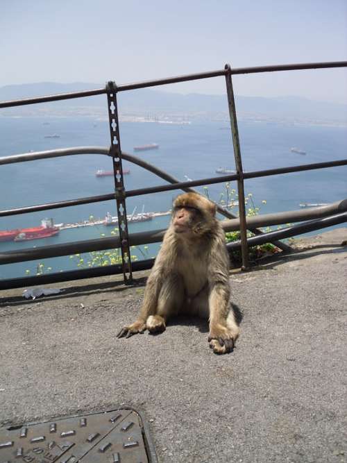 Gibraltar Monkey Barbary Ape Spain England Animal