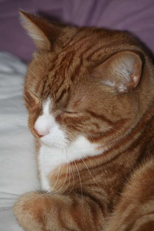 Ginger Cat Sleeping Pet Marmalade Animal Adorable