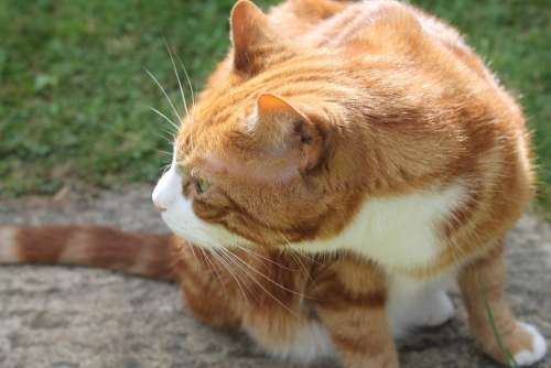 Ginger Cat Cat Ginger Smelling Sniffing Feline