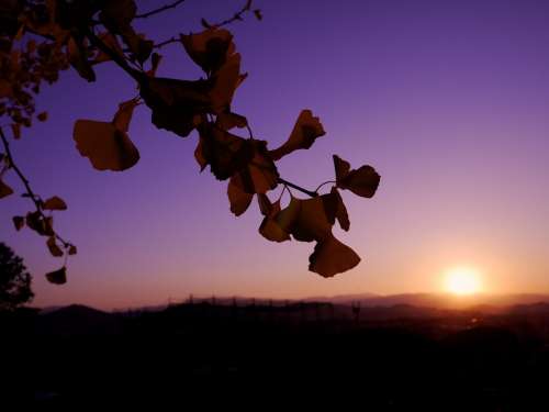 Gingko Tree Sunset Sky Light
