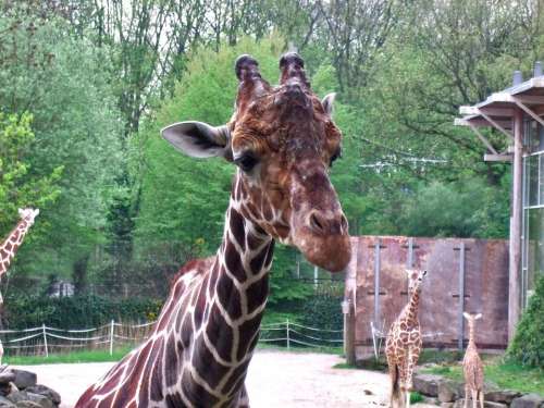 Giraffe Mammal Zoo Males