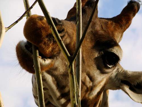 Giraffe Africa Eat Zoo Long Jibe