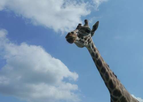 Giraffe Africa Serengeti Sky Blue Clouds