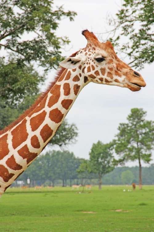 Giraffe Animal Long Neck Safari Zoo Serengeti