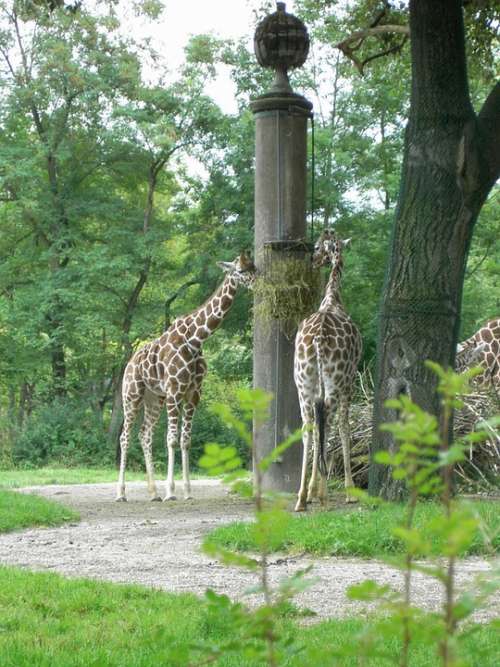 Giraffe Herbivores Africa