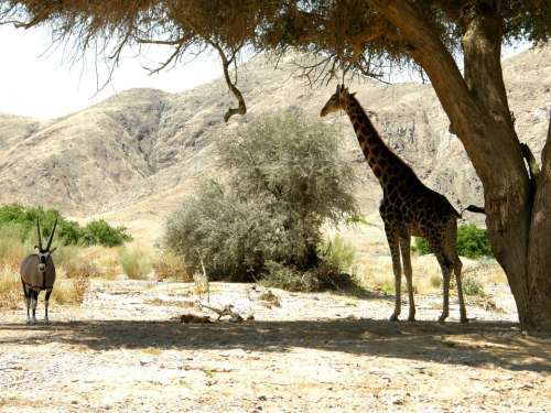 Giraffe Oryx Shade Tree Shelter Heat Sun Namibia
