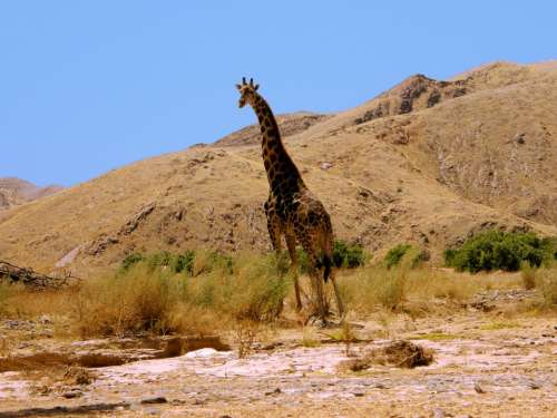 Giraffe Hills Foothills Heat Sun Namibia Sand