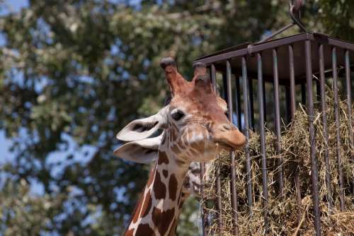 Giraffe Animal Zoo Nature Neck