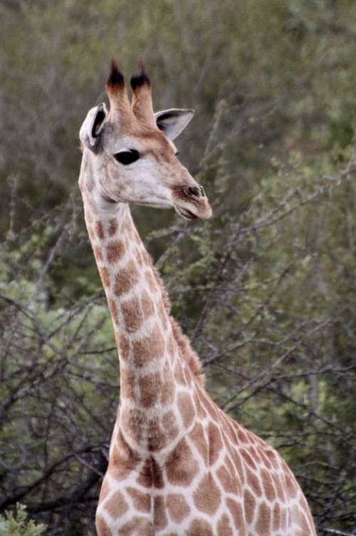 Giraffe Neck Animal Safari Head Portrait Africa