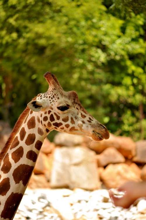 Giraffe Wildlife Animal Zoo African Big Brown