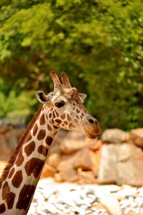 Giraffe Wildlife Animal Zoo African Big Brown
