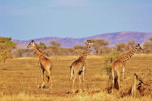 Giraffe Nature Safari Africa Serengeti