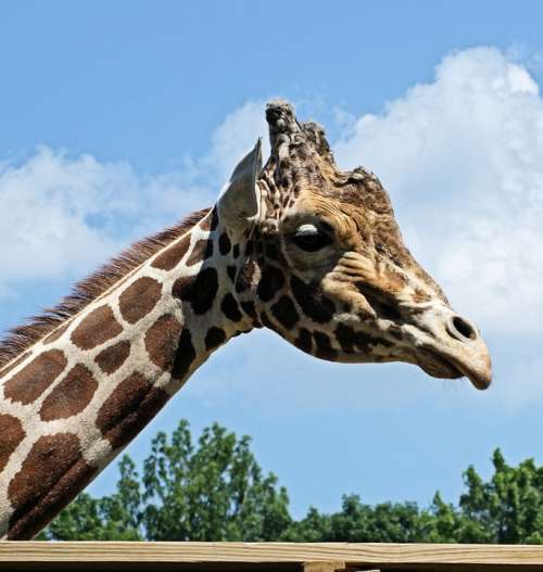 Giraffe Africa Animal Mammal Neck Spots Zoo Tall