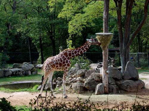 Giraffe Tiergarten Paarhufer Zoo Mammal Animals