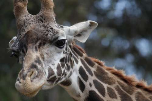 Giraffe Close-Up Animal Big Wildlife Zoo Safari