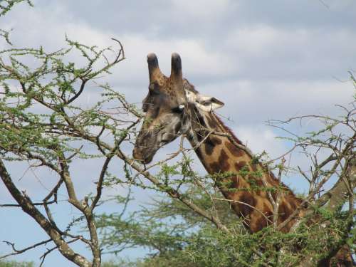 Giraffe Head Tree Food Tanzania