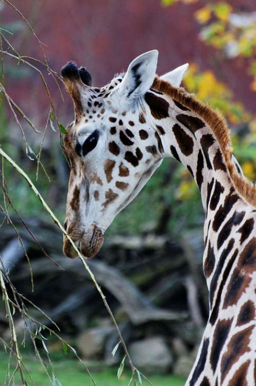 Giraffe Head Portrait Enclosure Animal Zoo