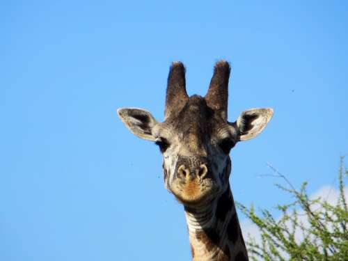 Giraffe Safari Africa
