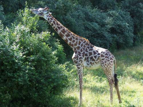 Giraffe Animal Wildlife Nature Africa Safari Neck