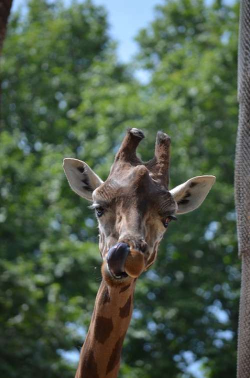 Giraffe Animal Tongue